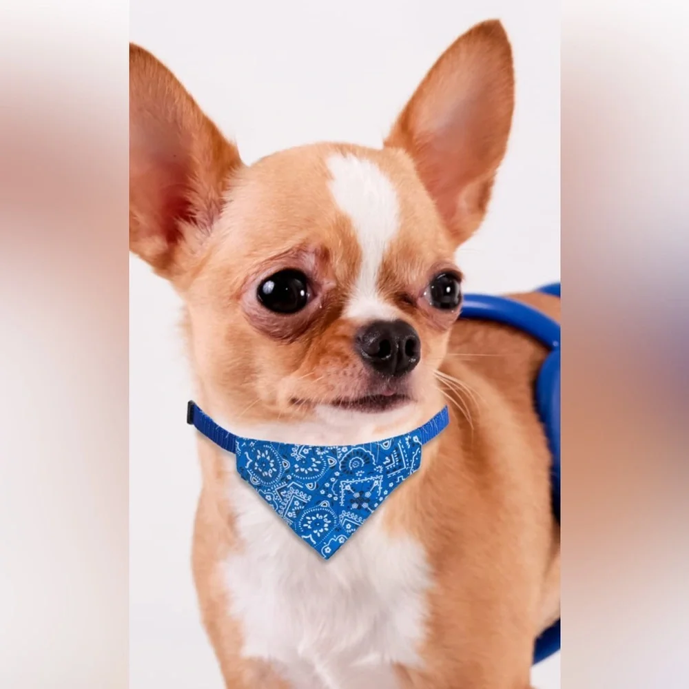Baby blue bandana dog or cat collar